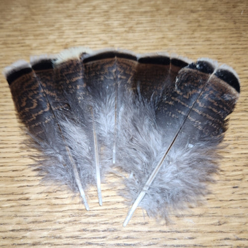 Wild Turkey Flats White Tipped