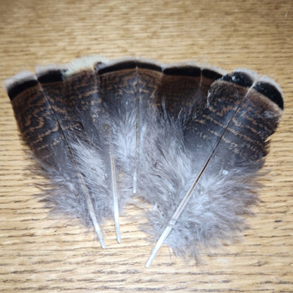 Wild Turkey Flats White Tipped