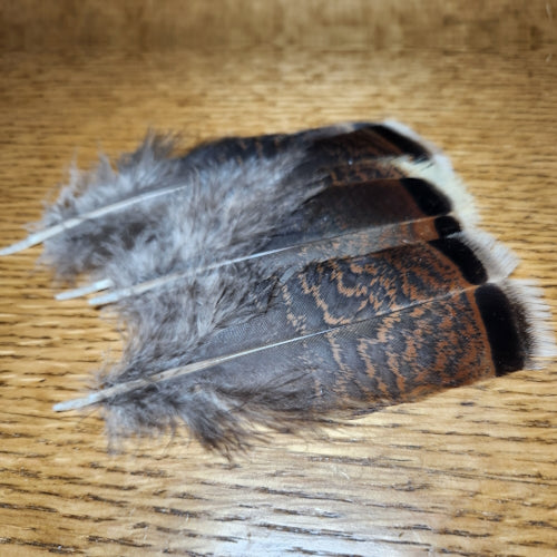 Wild Turkey Flats White Tipped AVAILABLE AT TROUTLORE FLY TYING STORE AUSTRALIA