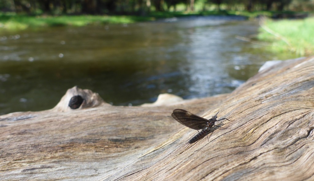 Troutlore - Fly tying materials Australia - Small stream fishing for trout on the fly