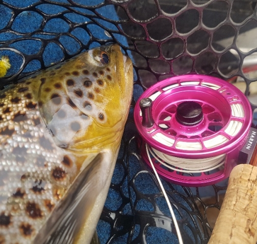 Tasmanian Brown caught by Dave @nqsaltwaterflies