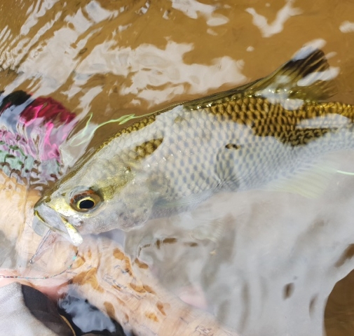 Jungle Perch caught on Ahrex Hooks by Dave @nqsaltwaterflies