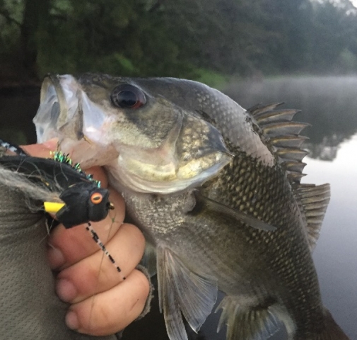 Aussie bass on big foam by Joe @jofm_78