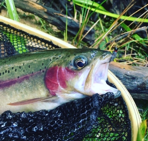 NSW Rainbow caught by Mick @mickoshea_