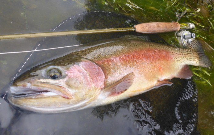 2020 VICTORIAN TROUT SEASON OPENING PREVIEW BY TROUTLORE FLYTYING STORE AUSTRALIA